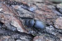 Dorcus parallelipipedus