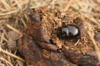 Copris lunaris