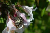 Oxythyrea funesta