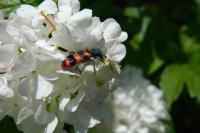 Trichodes alvearius
