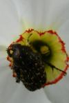 Oxythyrea funesta
