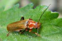 Cantharis livida