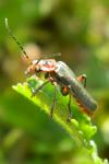 Cantharis rustica