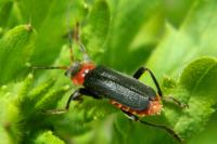 Cantharis fusca
