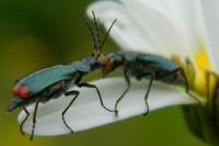 Malachius bipustulatus