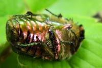 Cetonia aurata