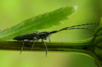 Agapanthia cardui