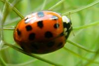 Harmonia axyridis