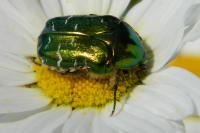 Cetonia aurata
