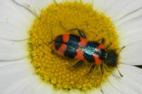 Trichodes alvearius
