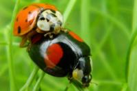 Harmonia axyridis