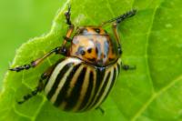 Leptinotarsa decemlineata