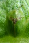 Cassida rubiginosa