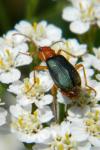 Brachinus crepitans