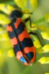 Trichodes alvearius
