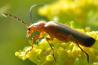 Rhagonycha fulva