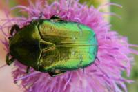 Cetonia aurata