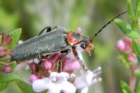 Cantharis rustica