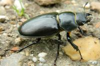 Lucanus cervus