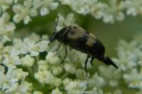 Variimorda