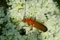 Rhagonycha fulva