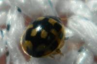 Propylea quatuordecimpunctata