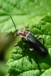 Cantharis rustica