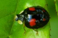 Harmonia axyridis
