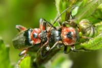 Cantharis rustica