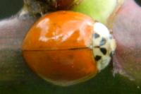 Harmonia axyridis