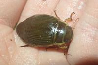Dytiscus marginalis