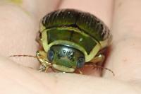 Dytiscus marginalis