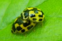 Propylea quatuordecimpunctata