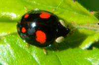 Harmonia axyridis