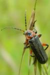 Cantharis rustica