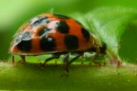 Harmonia axyridis