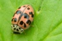 Oenopia conglobata