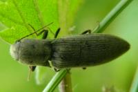 Agriotes pilosellus