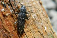 Hylotrupes bajulus