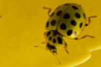 Psyllobora vigintiduopunctata