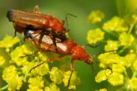 Rhagonycha fulva