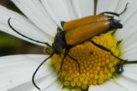 Stictoleptura fulva