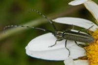 Agapanthia cardui