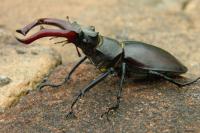 Lucanus cervus