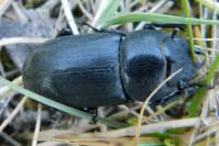 Dorcus parallelipipedus