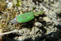 Cicindela campestris