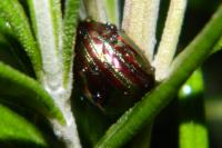 Chrysolina americana