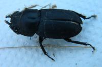 Dorcus parallelipipedus