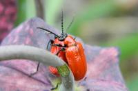 Lilioceris lilii