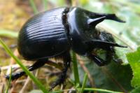 Typhaeus typhoeus